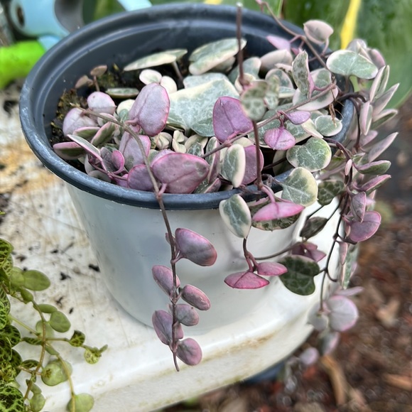 VG string of Hearts 4inch- Ceropegia Woodii out of stock - Picture 3 of 4